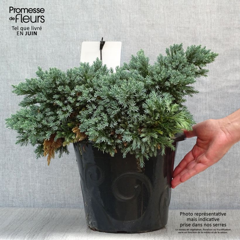 Exemplar von Juniperus squamata Blue Star Topf mit 7,5L/10L wie im Sommer geliefert
