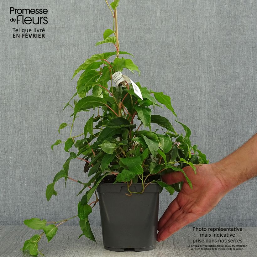 Exemplar von Actinidia arguta Super Jumbo (Weiblich) - Zwerg Kiwi Topf mit 1,5L/2L wie im Herbst geliefert