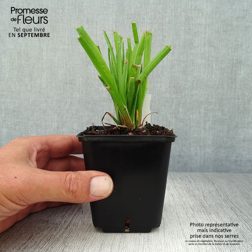 Exemplar von Fackellilie Traffic Lights - Kniphofia Kleine Töpfe von 8/9 cm wie im Herbst geliefert