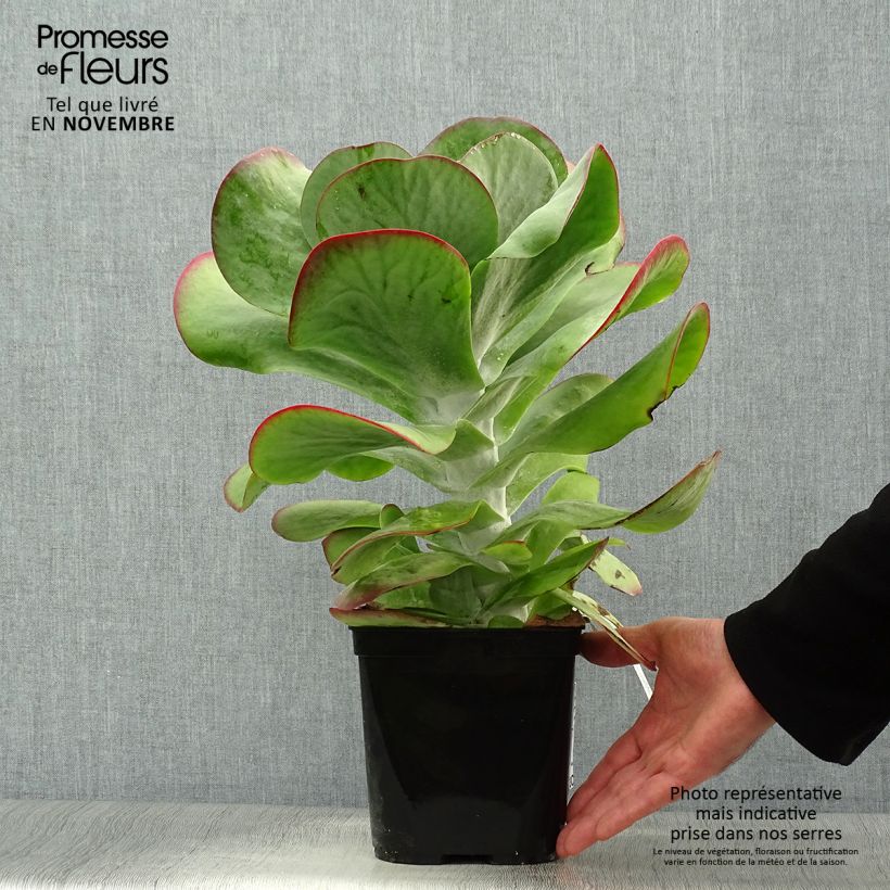 Exemplar von Kalanchoe thyrsiflora Bronze Sculpture - Wüstenkohl Topf mit 2L/3L wie im Herbst geliefert