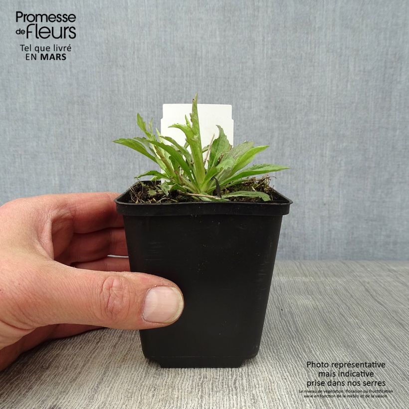 Exemplar von Schönaster Alba - Kalimeris incisa Kleine Töpfe von 8/9 cm wie im Frühjahr geliefert