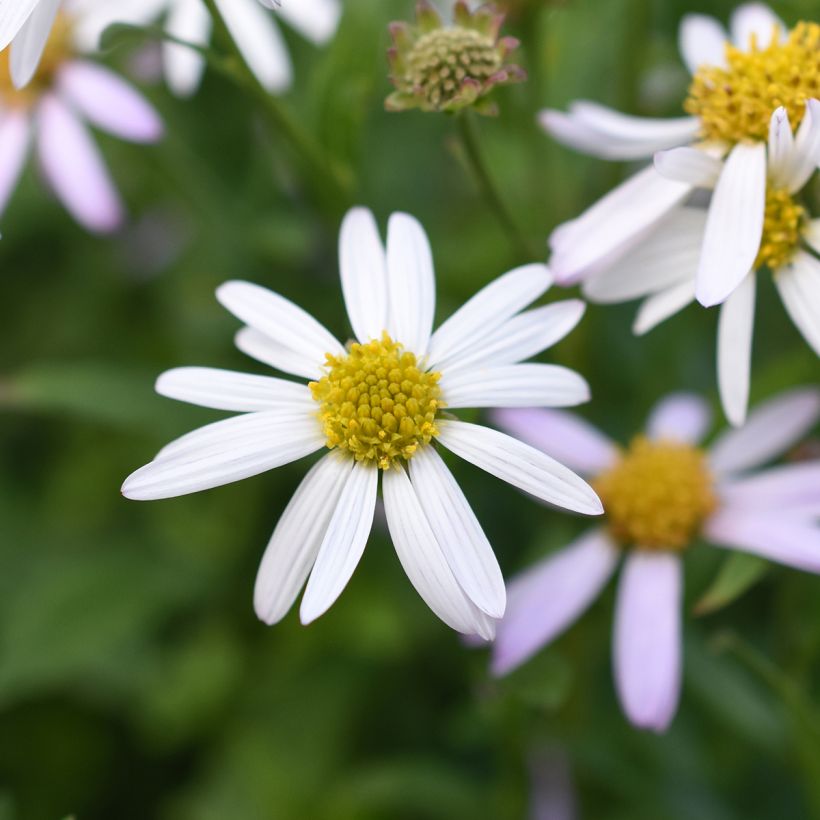 Schönaster Alba - Kalimeris incisa (Blüte)