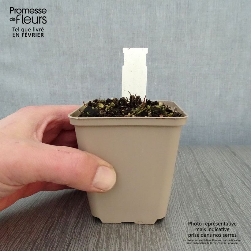 Exemplar von Schönaster Blue Star - Kalimeris incisa Kleine Töpfe von 8/9 cm wie im Winter geliefert