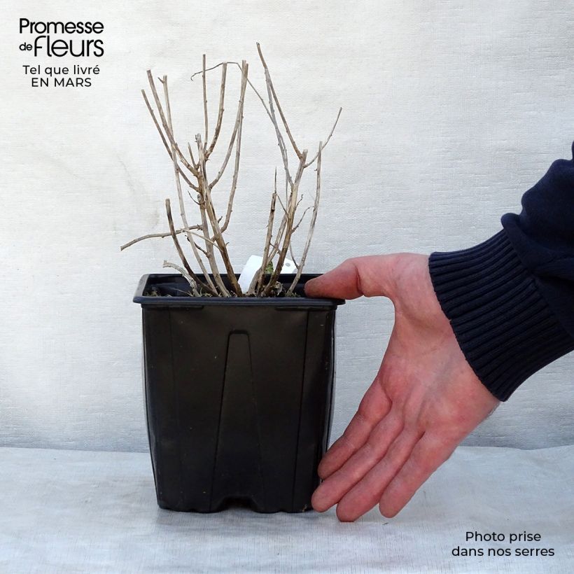 Exemplar von Schönaster Blue Star - Kalimeris incisa Topf mit 2L/3L wie im Frühjahr geliefert