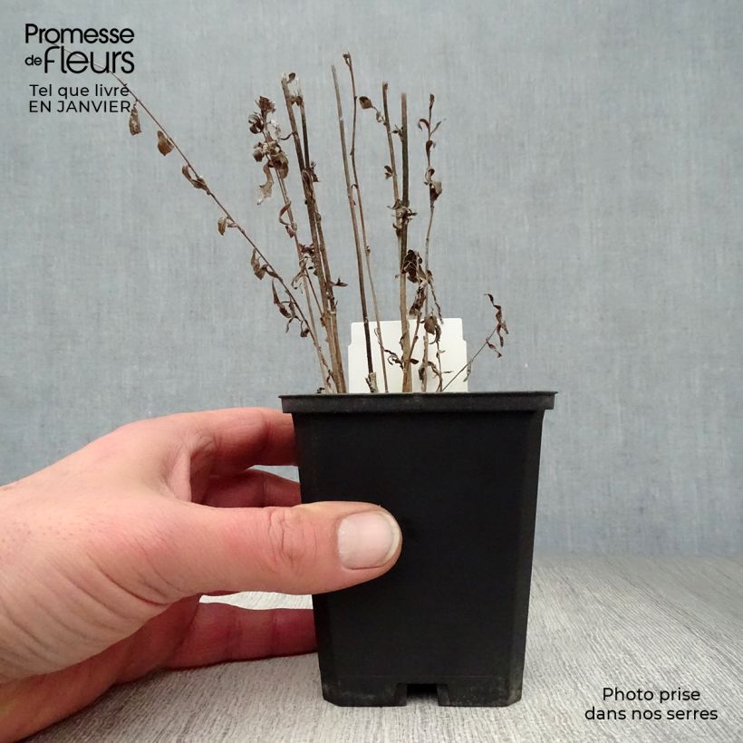 Exemplar von Schönaster - Kalimeris incisa Kleine Töpfe von 8/9 cm wie im Winter geliefert