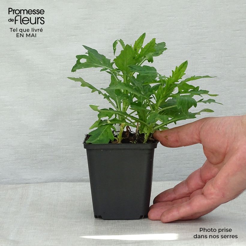 Exemplar von Schönaster Madiva - Kalimeris incisa Kleine Töpfe von 8/9 cm wie im Frühjahr geliefert