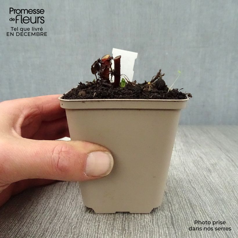 Exemplar von Schönaster Madiva - Kalimeris incisa Kleine Töpfe von 8/9 cm wie im Winter geliefert