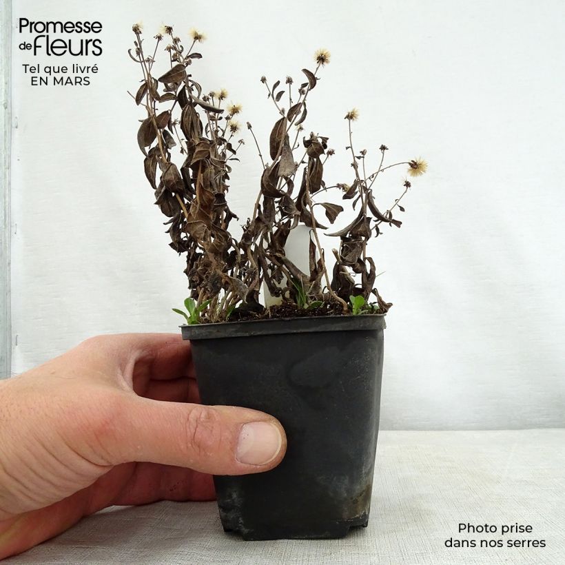 Exemplar von Schönaster Nana Blue - Kalimeris incisa Kleine Töpfe von 8/9 cm wie im Frühjahr geliefert