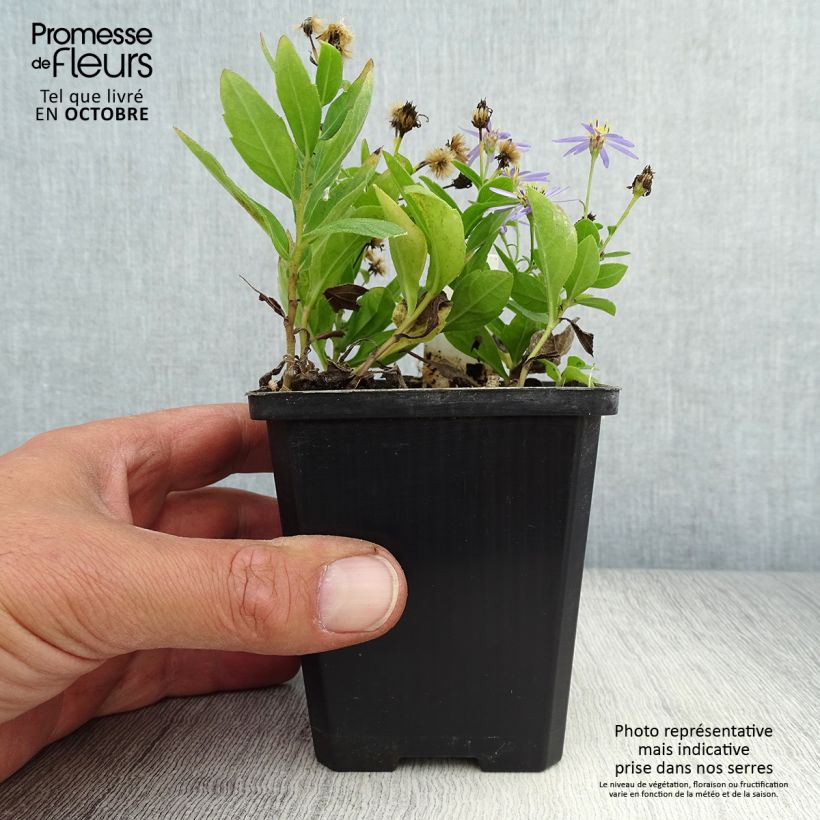 Exemplar von Schönaster Nana Blue - Kalimeris incisa Kleine Töpfe von 8/9 cm wie im Herbst geliefert