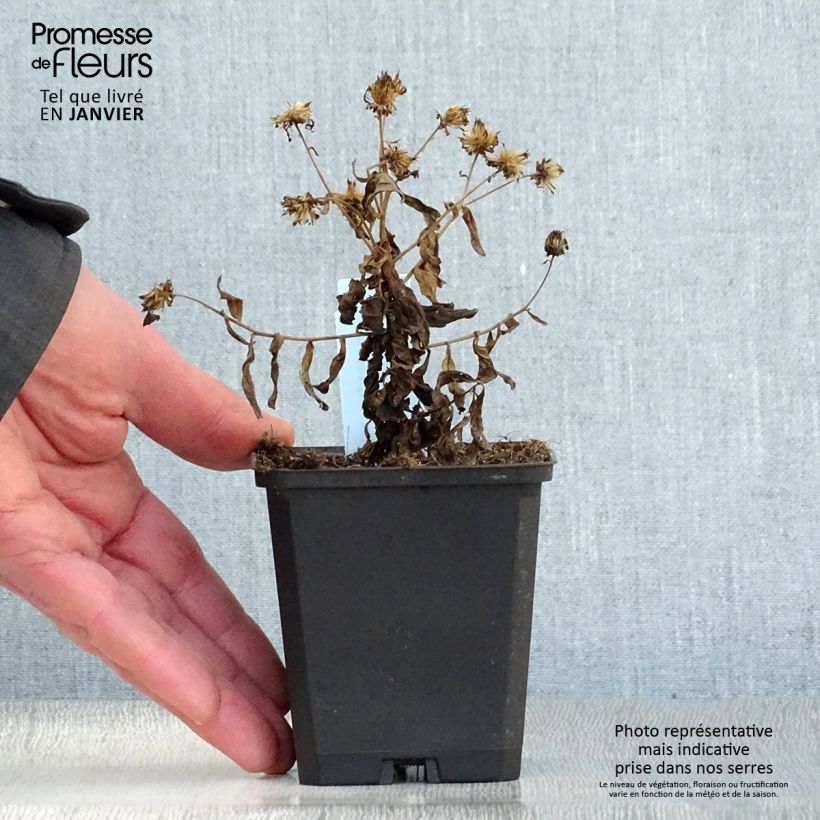 Exemplar von Schönaster Nana Blue - Kalimeris incisa Kleine Töpfe von 8/9 cm wie im Winter geliefert