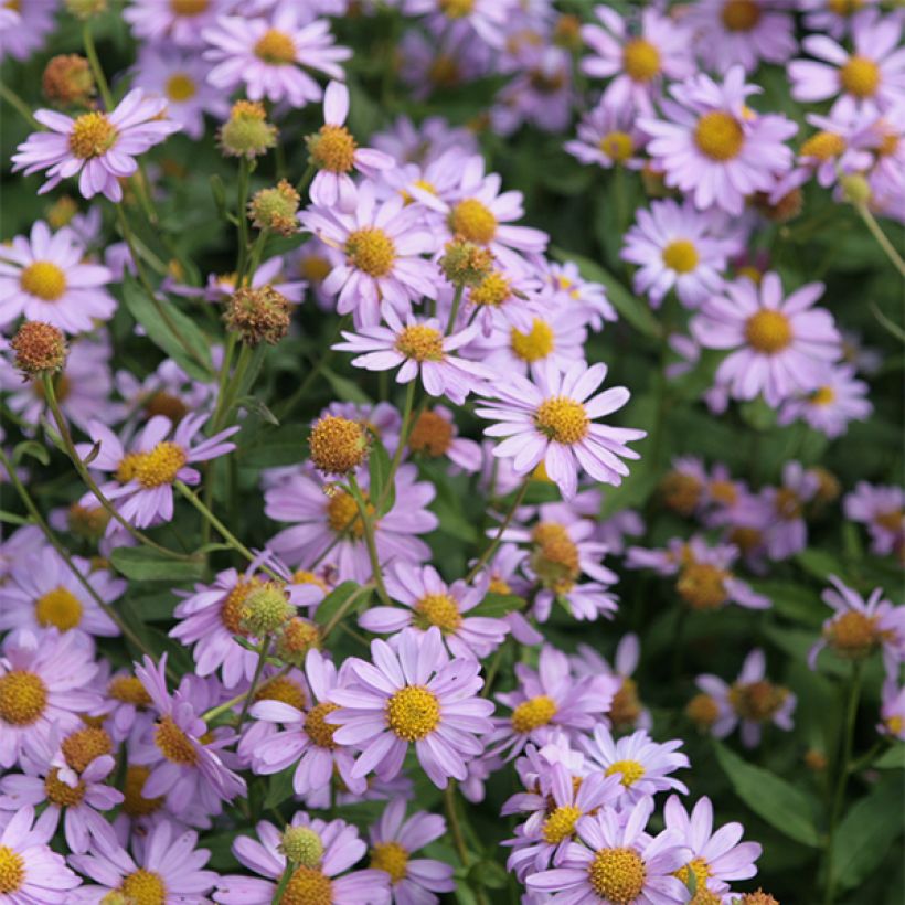 Blaue Schönaster Antonia - Kalimeris mongolica (Blüte)