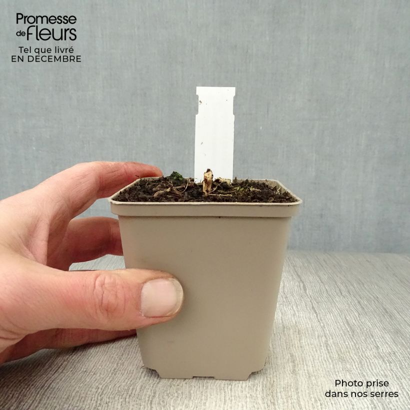 Exemplar von Blaue Schönaster Antonia - Kalimeris mongolica Kleine Töpfe von 8/9 cm wie im Winter geliefert