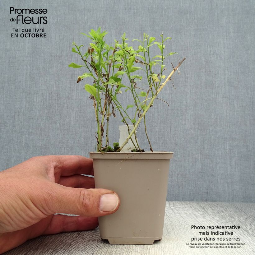 Exemplar von Schönaster var. hortensis - Kalimeris pinnatifida Kleine Töpfe von 8/9 cm wie im Herbst geliefert