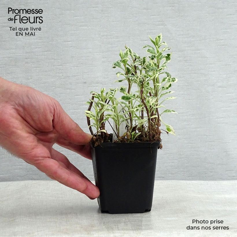 Exemplar von Schönaster Shogun - Kalimeris yomena Kleine Töpfe von 8/9 cm wie im Frühjahr geliefert