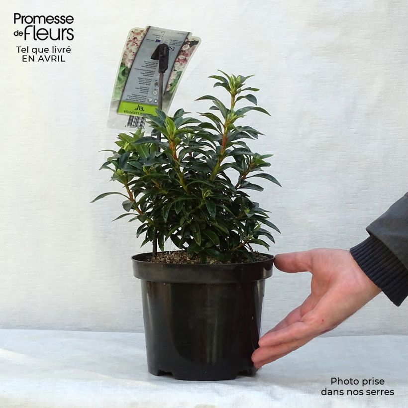 Exemplar von Lorbeerrose Elf - Kalmia latifolia Topf mit 3L/4L wie im Frühjahr geliefert