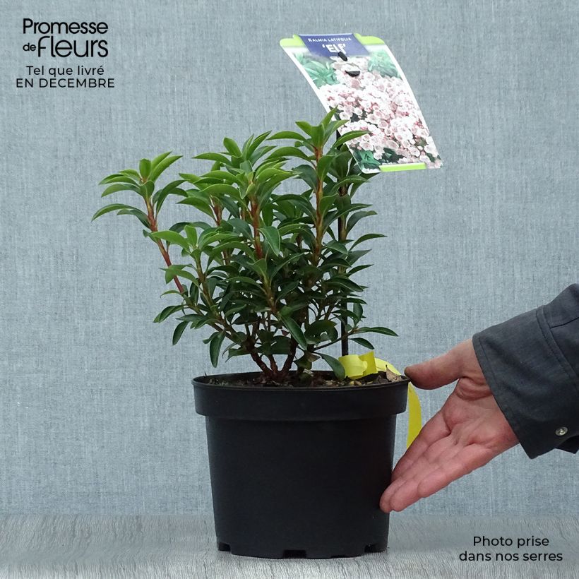 Exemplar von Lorbeerrose Elf - Kalmia latifolia Topf mit 3L/4L wie im Winter geliefert