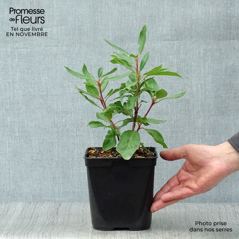 Exemplar von Lorbeerrose Ewa - Kalmia latifolia Topf mit 3L/4L wie im Herbst geliefert