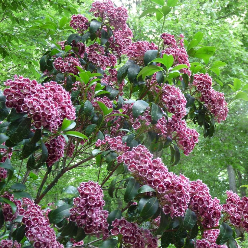 Lorbeerrose Keepsake - Kalmia latifolia (Hafen)
