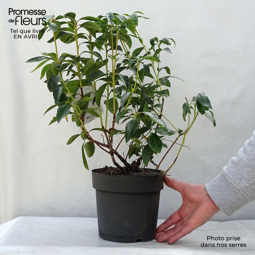 Exemplar von Lorbeerrose - Kalmia latifolia Topf mit 2L/3L wie im Frühjahr geliefert