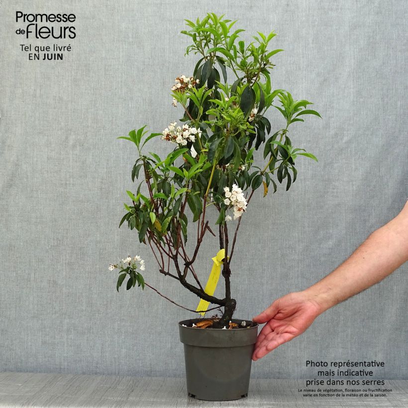 Exemplar von Lorbeerrose - Kalmia latifolia Topf mit 2L/3L wie im Sommer geliefert