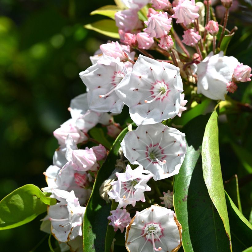 Lorbeerrose - Kalmia latifolia (Blüte)
