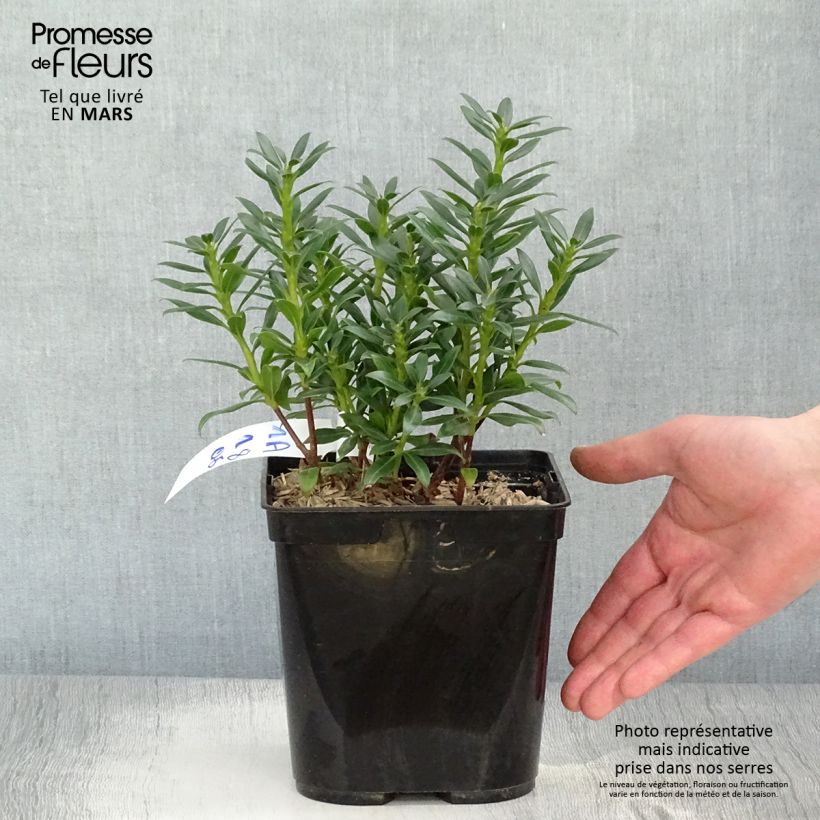 Exemplar von Lorbeerrose Minuet - Kalmia latifolia Topf mit 2L/3L wie im Frühjahr geliefert