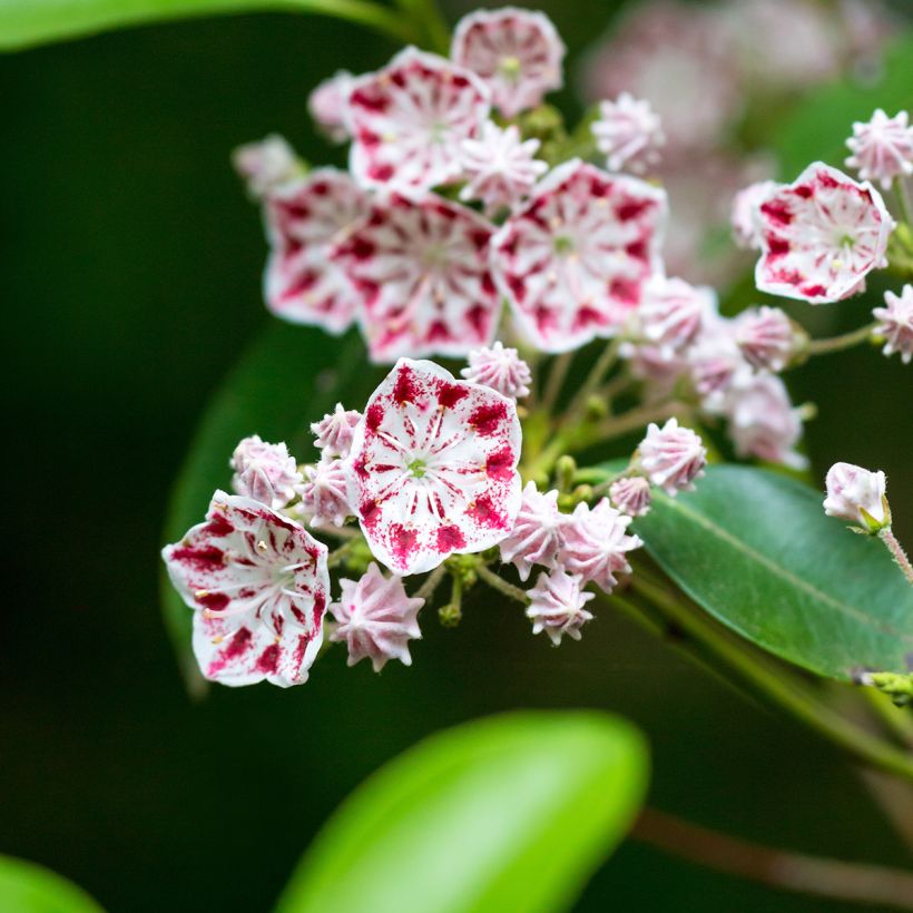 Lorbeerrose Minuet - Kalmia latifolia (Blüte)