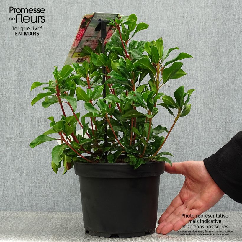 Exemplar von Lorbeerrose Olympic Fire - Kalmia latifolia Topf mit 3L/4L wie im Frühjahr geliefert