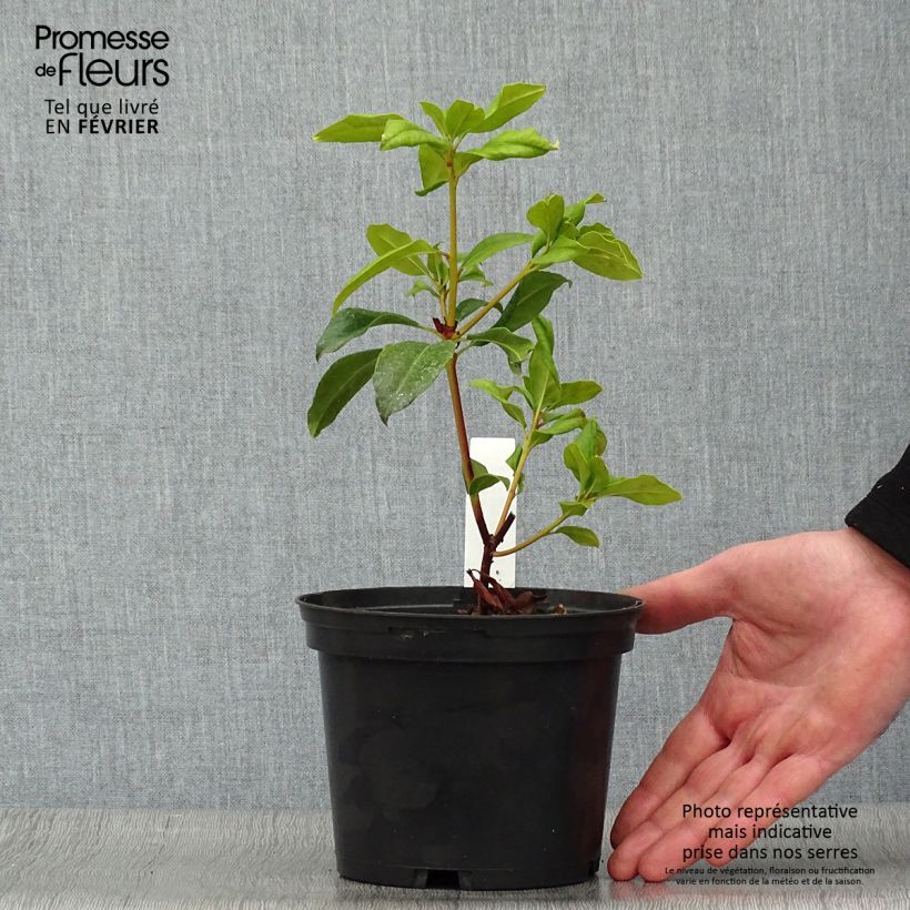 Exemplar von Lorbeerrose Otsbo Red - Kalmia latifolia Topf mit 2L/3L wie im Winter geliefert