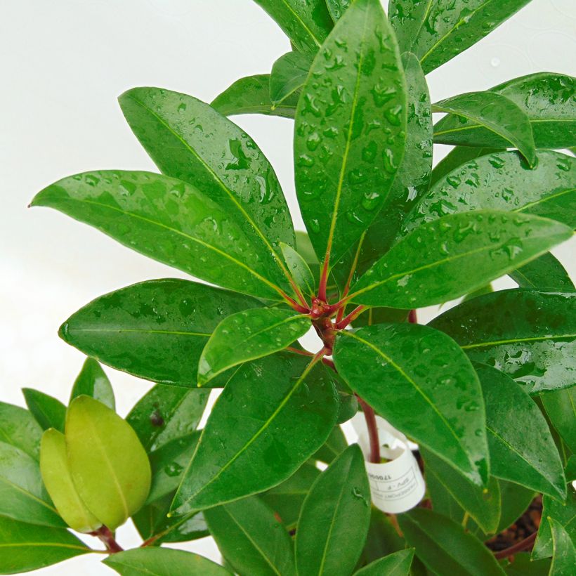 Lorbeerrose Pink Charm - Kalmia latifolia (Laub)