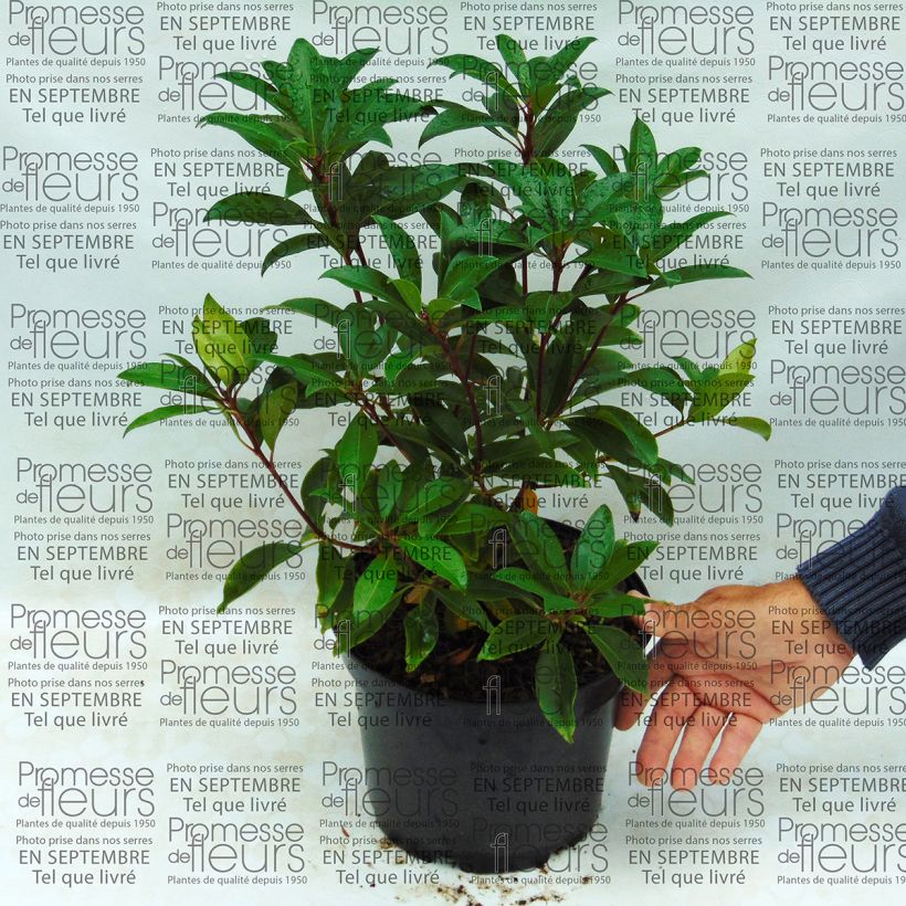 Beispiel eines Exemplars von Lorbeerrose Pink Charm - Kalmia latifolia Topf mit 4L/5L wie geliefert