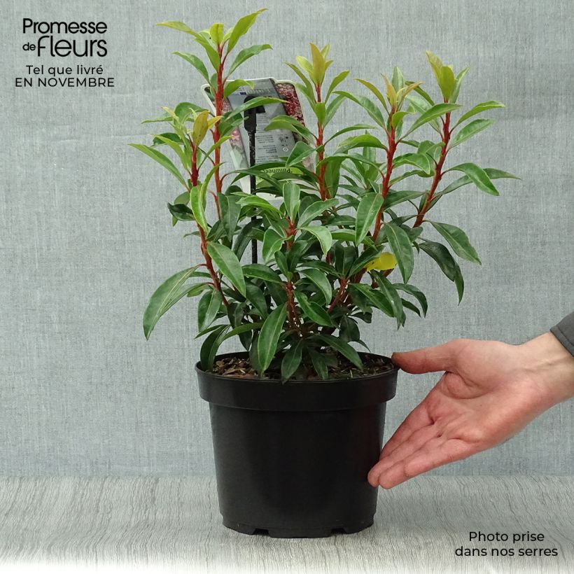 Exemplar von Lorbeerrose Pinwheel - Kalmia latifolia Topf mit 3L/4L wie im Herbst geliefert