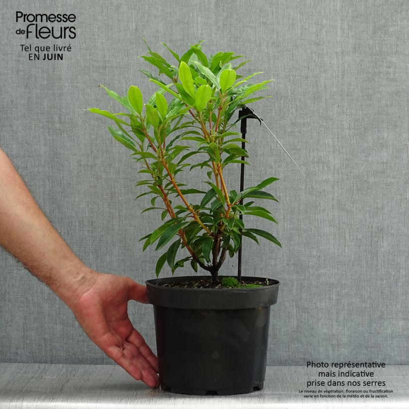 Exemplar von Lorbeerrose Pinwheel - Kalmia latifolia Topf mit 3L/4L wie im Sommer geliefert