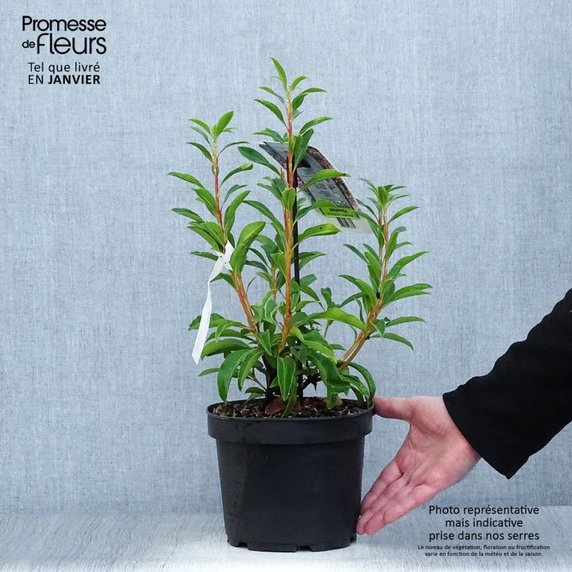 Exemplar von Lorbeerrose Pinwheel - Kalmia latifolia Topf mit 3L/4L wie im Winter geliefert