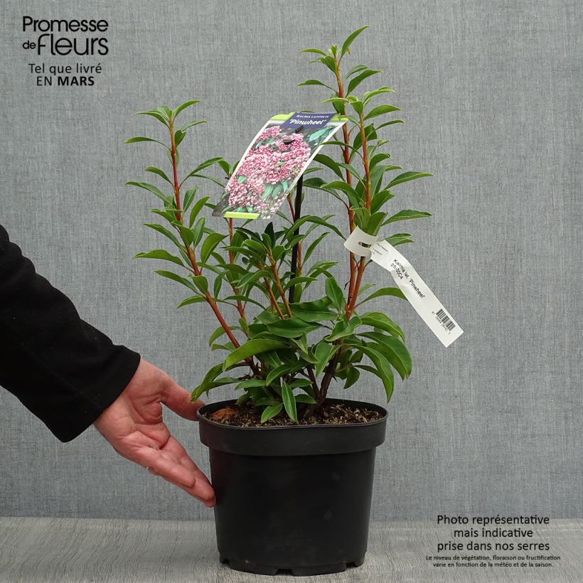 Exemplar von Lorbeerrose Pinwheel - Kalmia latifolia Topf mit 3L/4L wie im Frühjahr geliefert