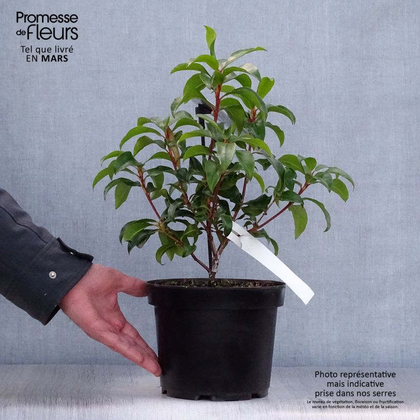 Exemplar von Lorbeerrose Zebulon - Kalmia latifolia Topf mit 3L/4L wie im Frühjahr geliefert