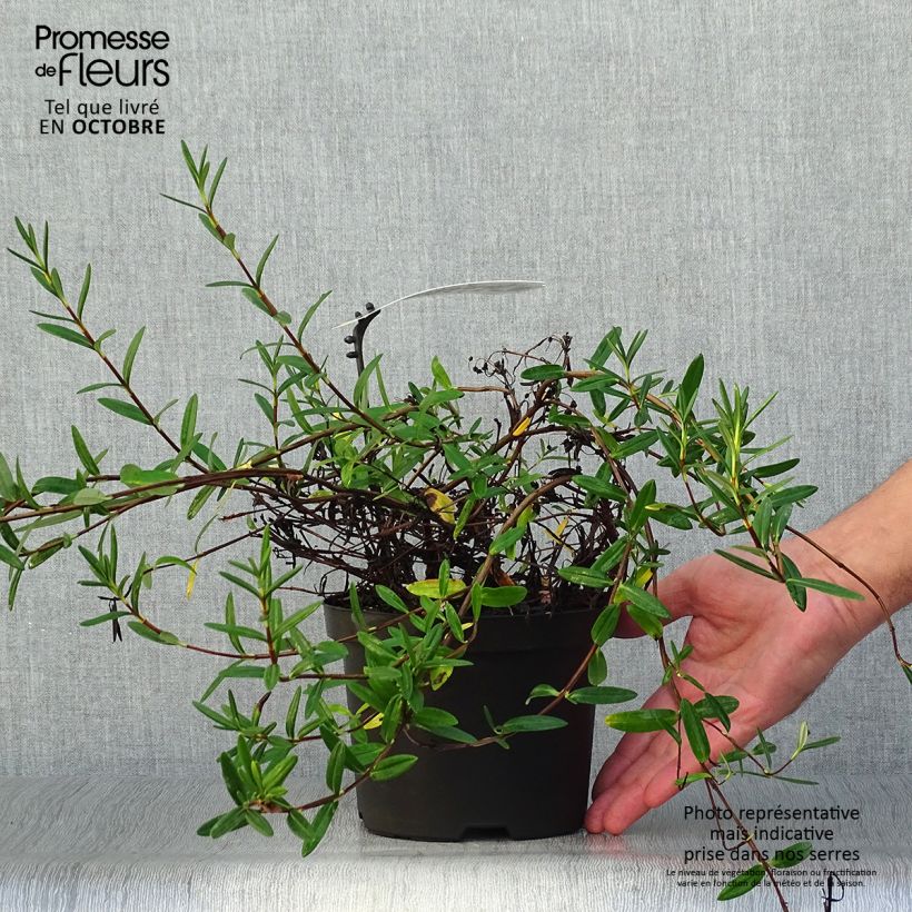 Exemplar von Zwerg-Berglorbeer - Kalmia polifolia Topf mit 2L/3L wie im Herbst geliefert