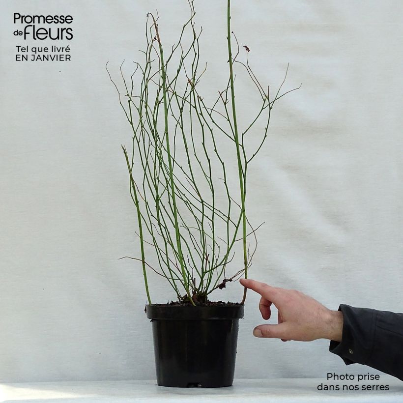 Exemplar von Goldröschen Pleniflora - Kerria japonica Topf mit 2L/3L wie im Winter geliefert