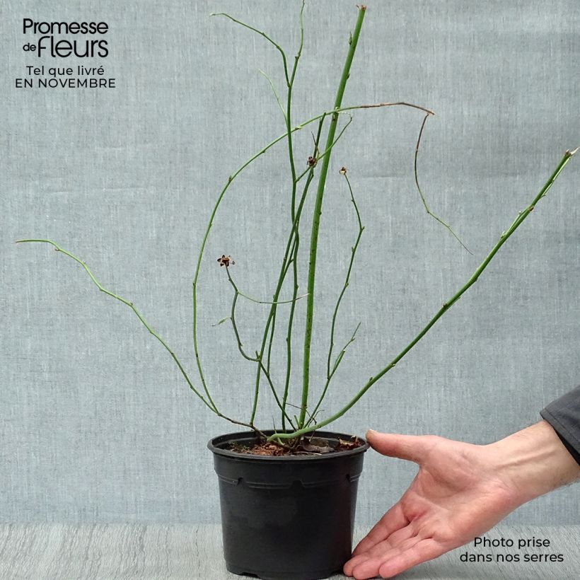 Exemplar von Goldröschen Pleniflora - Kerria japonica Topf mit 2L/3L wie im Herbst geliefert