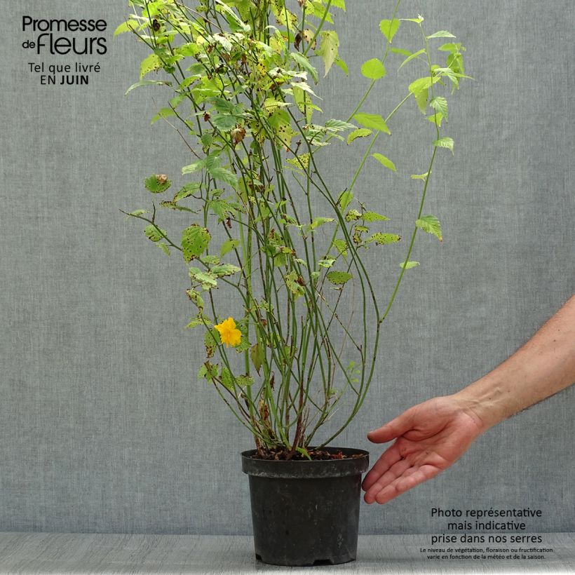Exemplar von Goldröschen Pleniflora - Kerria japonica Topf mit 2L/3L wie im Sommer geliefert