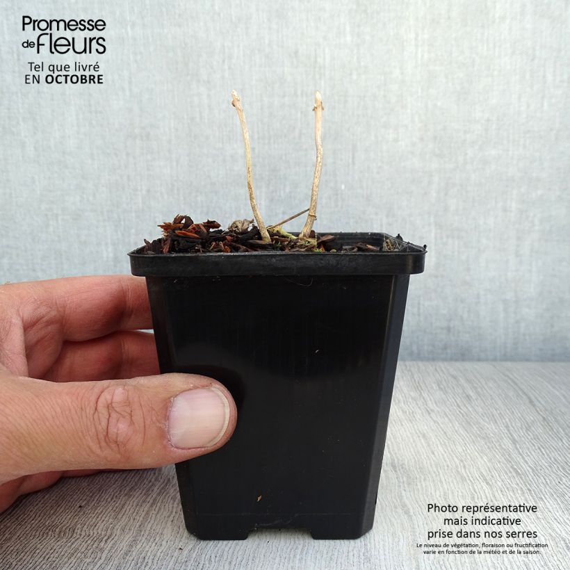 Exemplar von Kirengeshoma palmata - Wachsglocke Kleine Töpfe von 8/9 cm wie im Herbst geliefert
