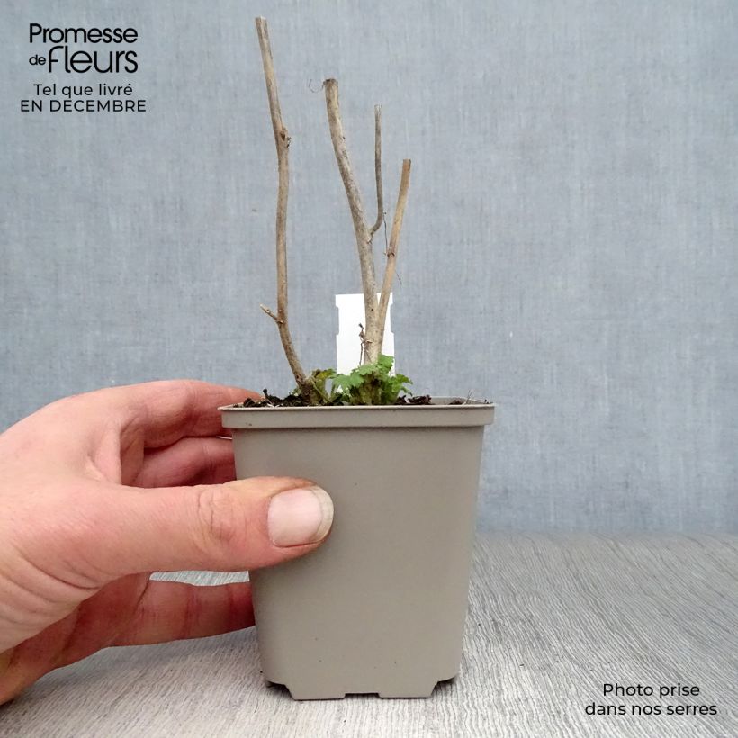 Exemplar von Kitaibelia vitifolia - Weinblättrige Scheinmalve Kleine Töpfe von 8/9 cm wie im Winter geliefert