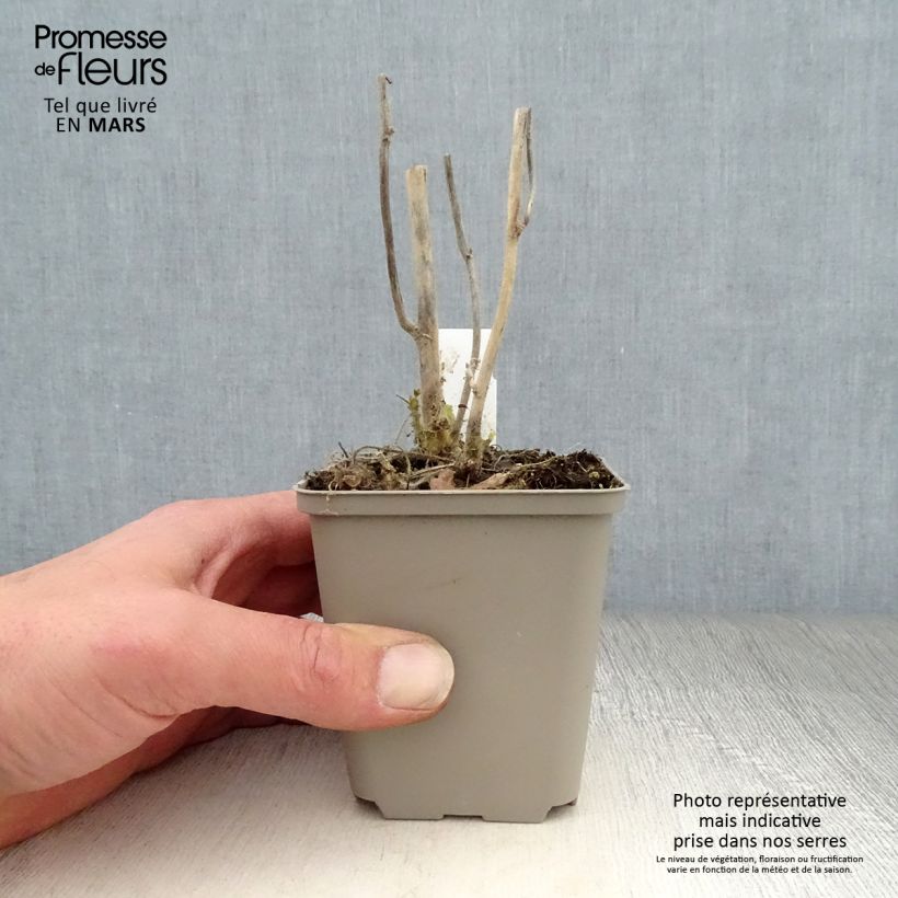 Exemplar von Kitaibelia vitifolia - Weinblättrige Scheinmalve Kleine Töpfe von 8/9 cm wie im Frühjahr geliefert