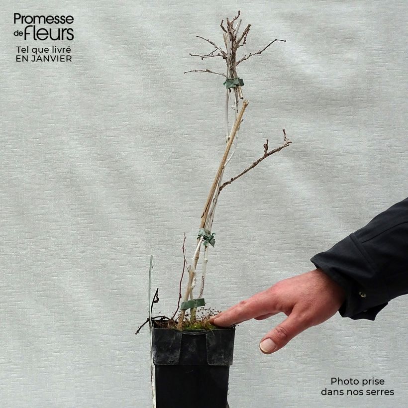 Exemplar von Actinidia arguta Geneva (Weiblich) - Zwerg Kiwi Topf mit 1,5L/2L wie im Winter geliefert