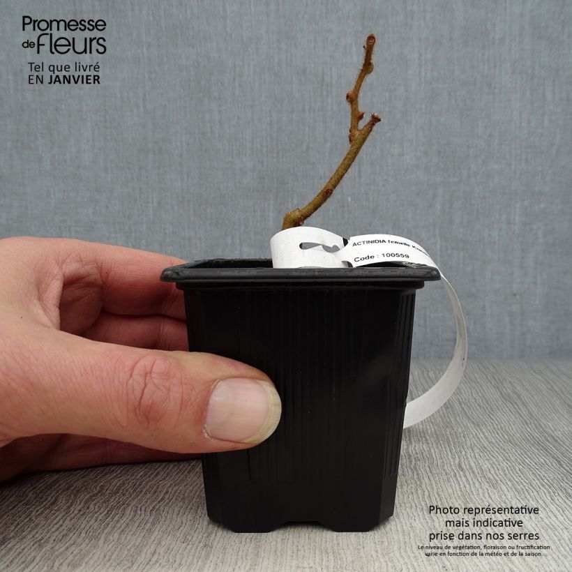 Exemplar von Actinidia deliciosa Kiwidoo (Weiblich) - Chinesischer Strahlengriffel Kleine Töpfe von 8/9 cm wie im Winter geliefert