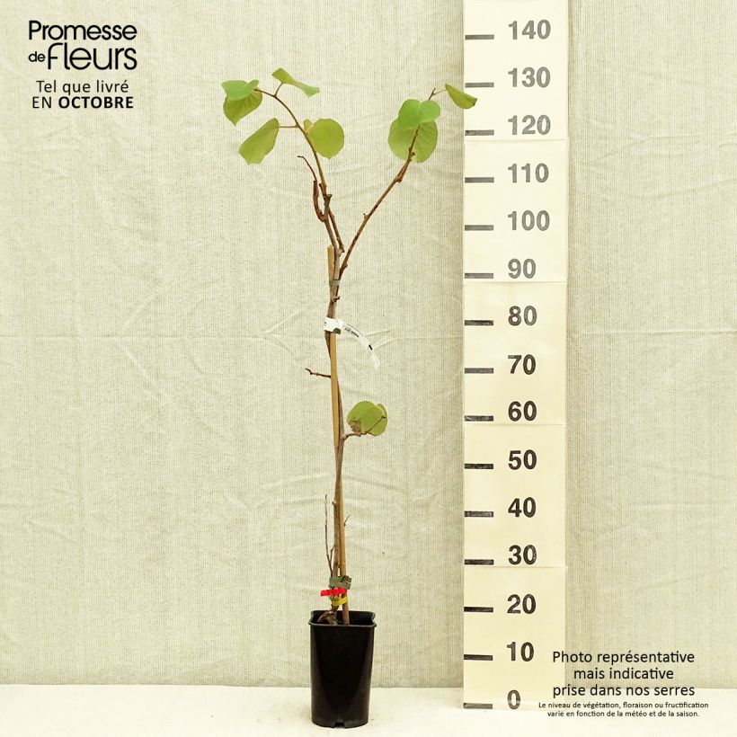 Exemplar von Actinidia deliciosa Kiwidoo (Weiblich) - Chinesischer Strahlengriffel Topf mit 2L/3L wie im Herbst geliefert