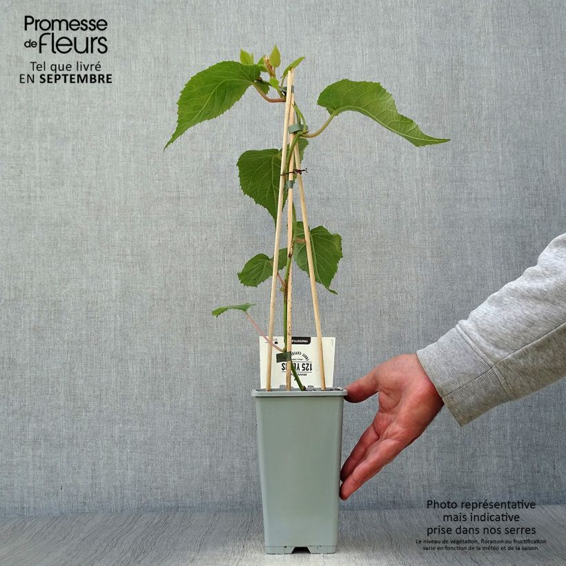 Exemplar von Actinidia deliciosa Atlas - Chinesischer Strahlengriffel Topf mit 1,5L/2L wie im Herbst geliefert