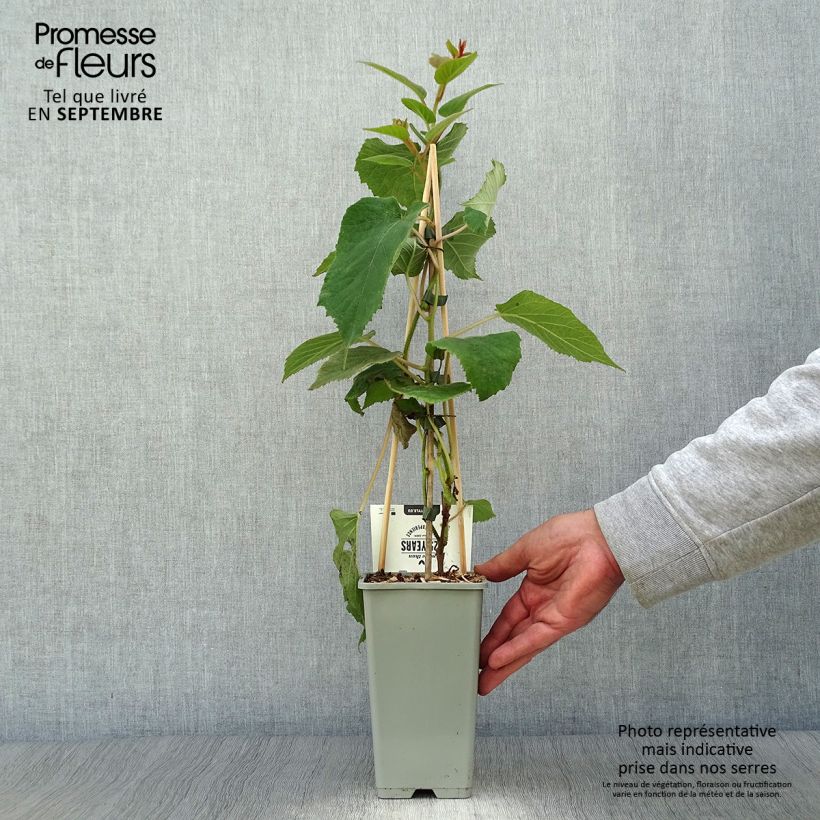 Exemplar von Actinidia deliciosa Hayward - Chinesischer Strahlengriffel Topf mit 1,5L/2L wie im Herbst geliefert