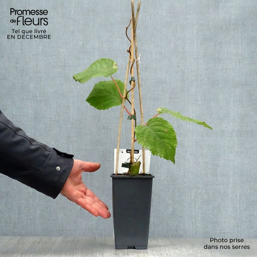 Exemplar von Actinidia deliciosa Hayward - Chinesischer Strahlengriffel Topf mit 1,5L/2L wie im Winter geliefert