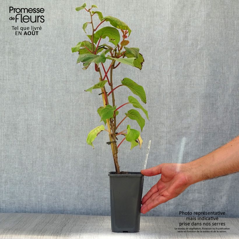 Exemplar von Actinidia deliciosa Hayward Bio - Chinesischer Strahlengriffel Topf mit 1,5L/2L wie im Sommer geliefert